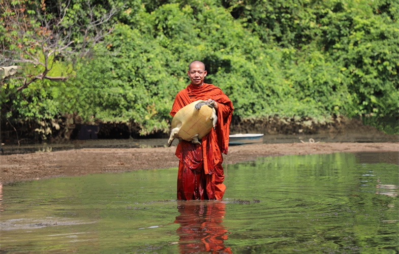 Buddhist monk assisting with the release of a Royal Turtle  - ©WCS